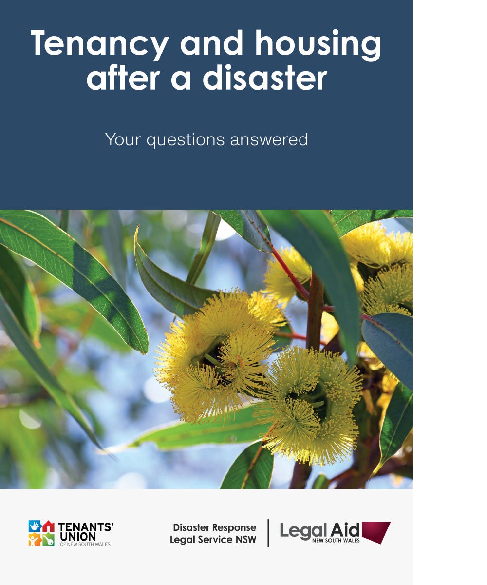 Cover image of the 'Tenancy and housing after a disaster' publication, featuring the yellow flowers of a eucalyptus tree.