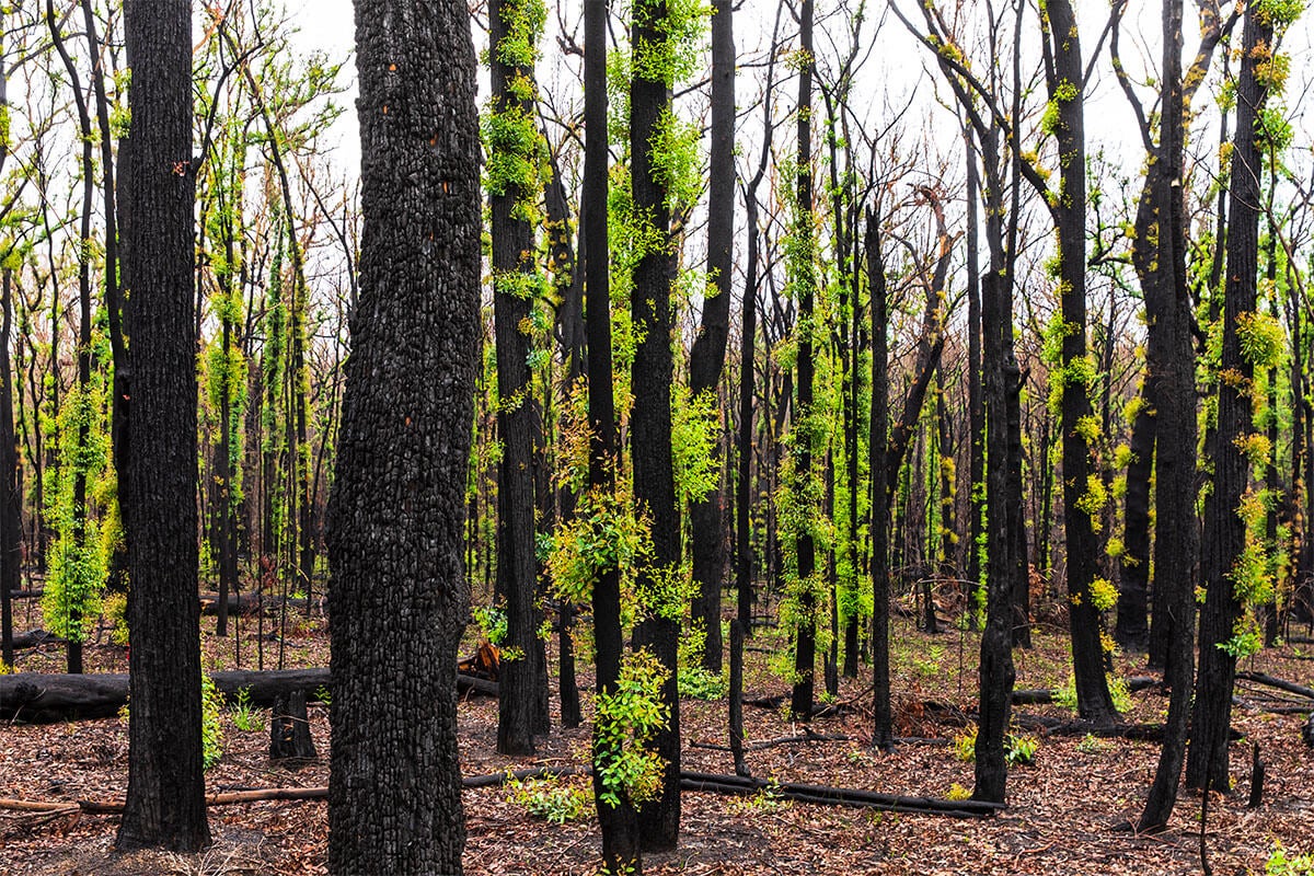 A forest of blackened trees with green regrowth on the trunks.